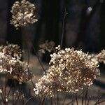 Hydrangea arborescens Фрукт