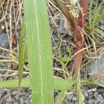 Setaria verticillata Fuelha