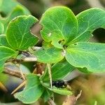 Berberis microphylla Deilen