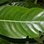 Psychotria grandis Leaf