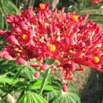 Jatropha multifida Flower