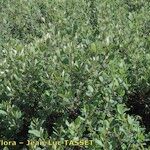 Cotoneaster uniflorus Hàbitat