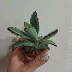 Kalanchoe tomentosaLeht