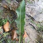 Rumex palustris Лист