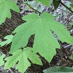 Acer macrophyllum Folha