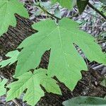 Acer macrophyllum Hoja