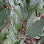 Cotoneaster frigidus Blad