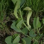 Aristolochia fontanesii Fula