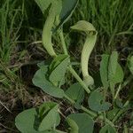 Aristolochia fontanesii Kukka