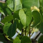 Ipomoea violacea Leaf