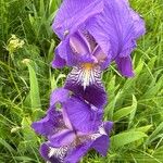 Iris aphylla Flower