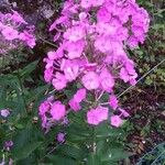 Phlox maculata Flower