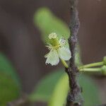 Garcinia robsoniana Flower