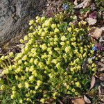 Saxifraga × apiculata