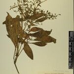 Echinacanthus attenuatus Otro