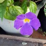 Thunbergia battiscombei Flower