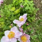 Anemone x hybrida 花