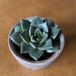 Echeveria purpusiorum Folha