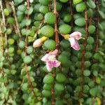 Medinilla sedifolia Flor