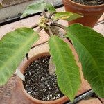 Euphorbia alfredii Habitus