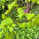 Cercis chinensis Leaf