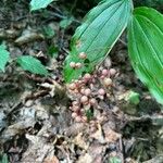 Maianthemum racemosum Ffrwyth