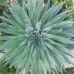 Echium wildpretii Blad