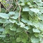 Catalpa ovataFolla