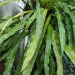 Campyloneurum xalapense Leaf