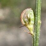 Onobrychis saxatilis Fruit