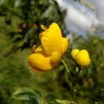 Senna × floribunda Flower