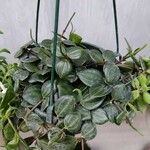 Peperomia quadrangularis Leht