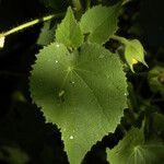 Abutilon hirtum Blad