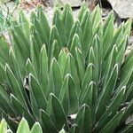 Agave victoriae-reginae Агульны выгляд