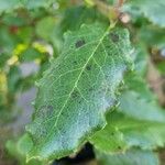 Garrya elliptica Leaf