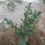 Serratula cerinthifolia Habit