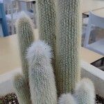 Cleistocactus strausii 形態