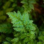 Selaginella willdenowii Лист