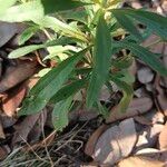 Dyschoriste linearis Hoja