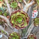 Aeonium arboreum Leaf