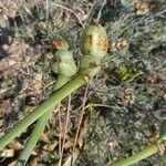 Pancratium maritimum फल