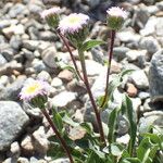 Erigeron schleicheri Vekstform