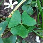 Oxalis incarnata Lapas