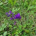 Campanula glomerataBlomst