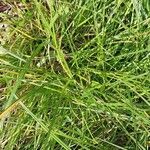 Carex pallescens 葉