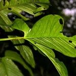 Philodendron rothschuhianum Blatt