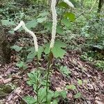 Chamaelirium luteum Flower