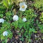 Anemone sylvestris Çiçek