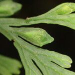 Crepidomanes bipunctatum Fruto