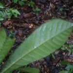 Pouteria singularis Leaf